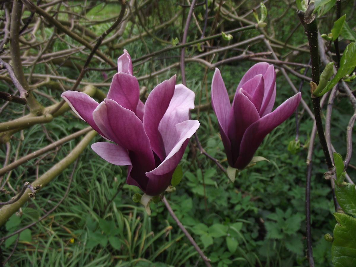 liliiflora Nigra